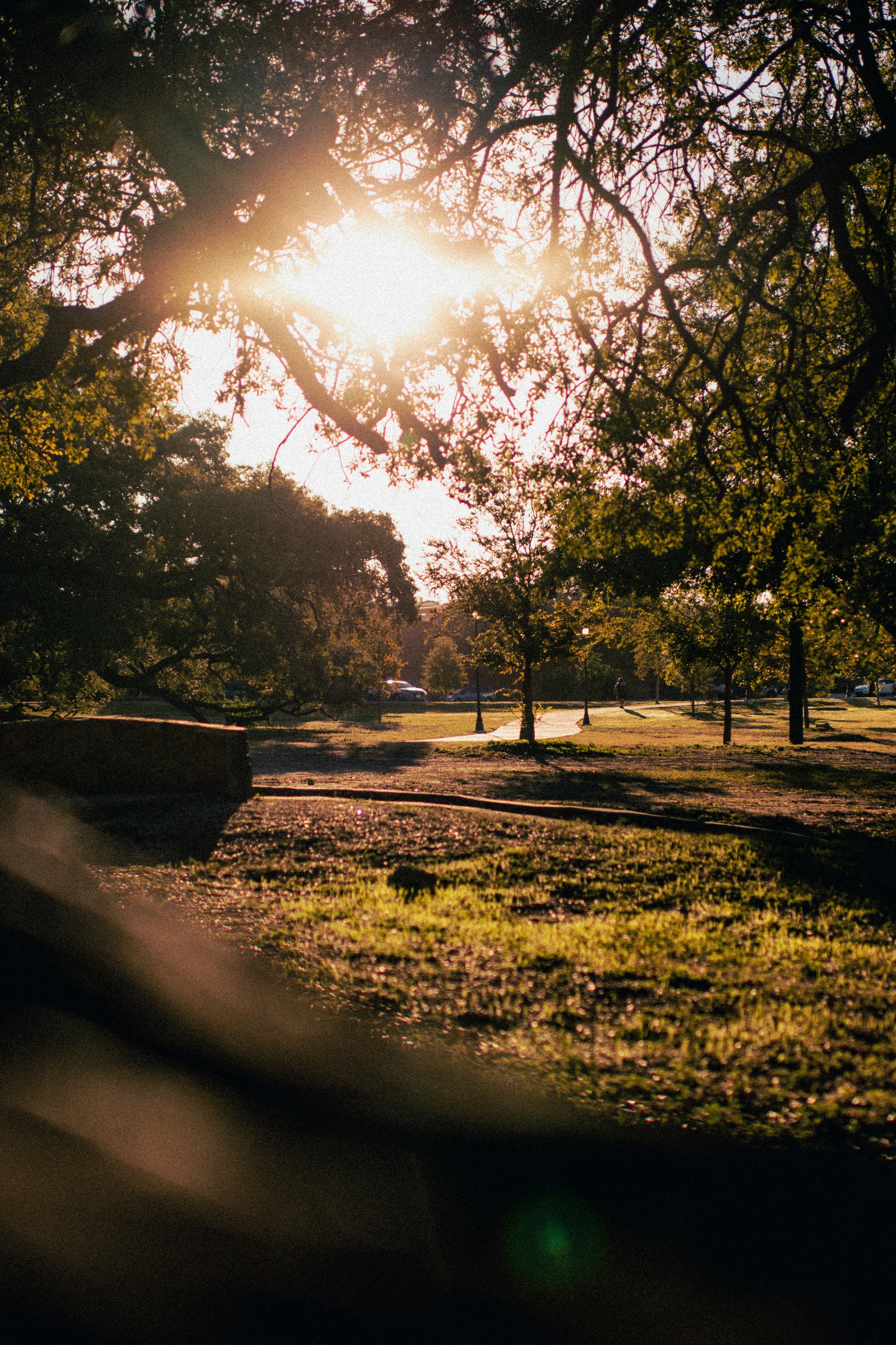 Pecan tree in Central Texas